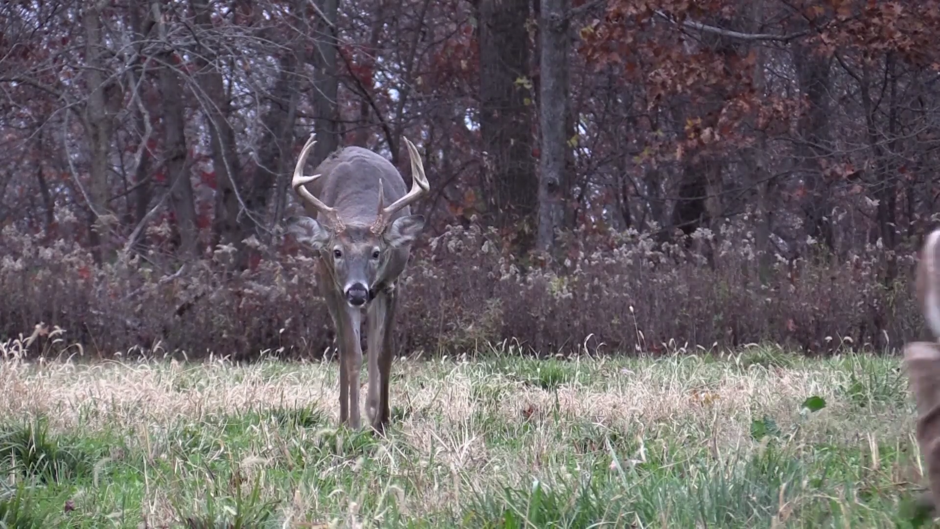 Antler Asymmetry episode thumbnail