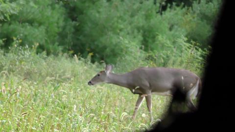 DIY Deer Hunting episode thumbnail