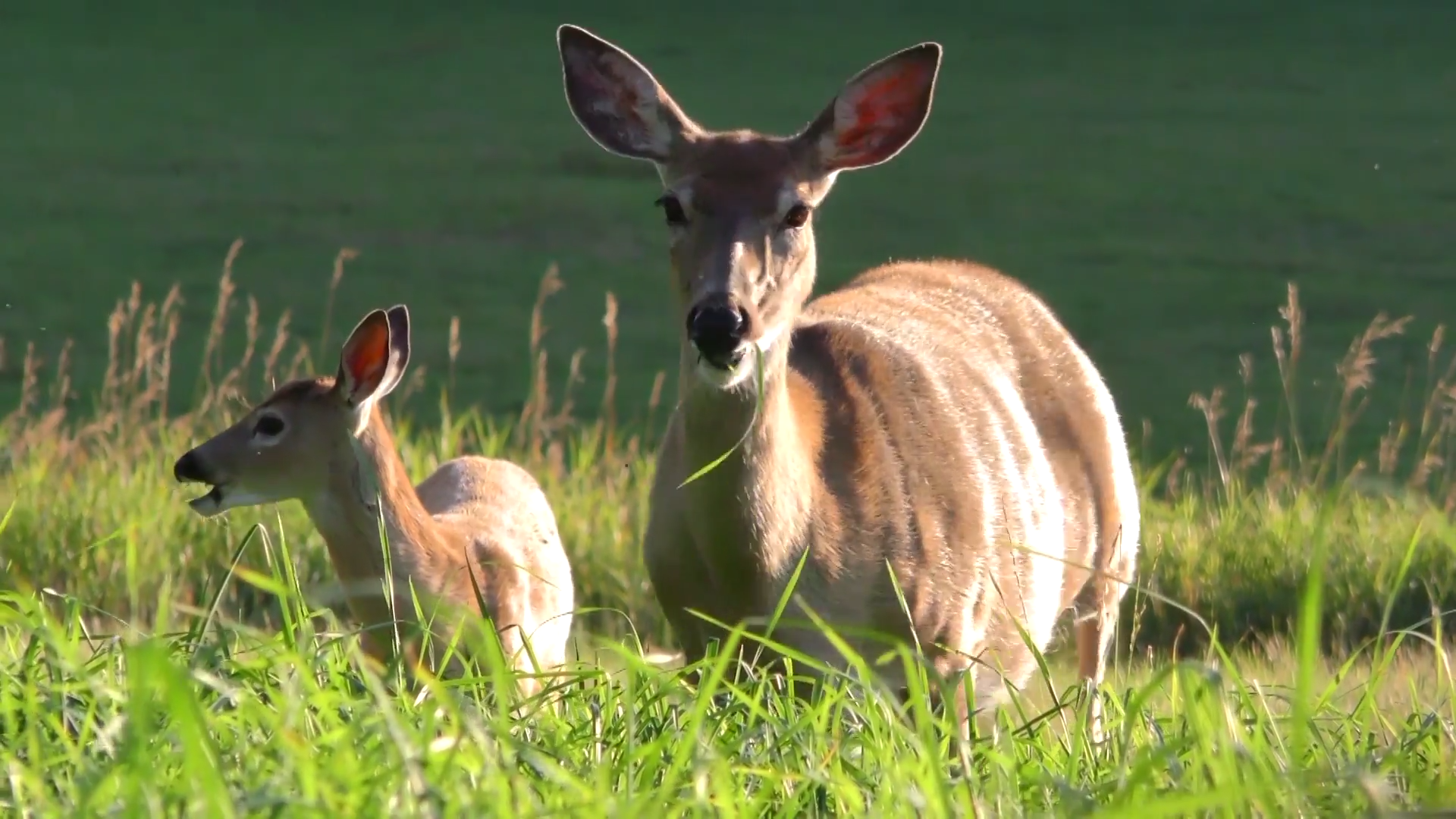 The Best Shot episode thumbnail