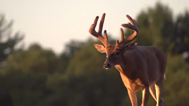 Management Overlooks episode thumbnail