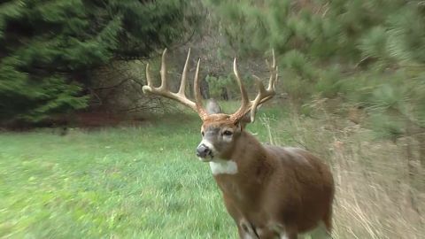 Which Bucks Rule the Rut? episode thumbnail