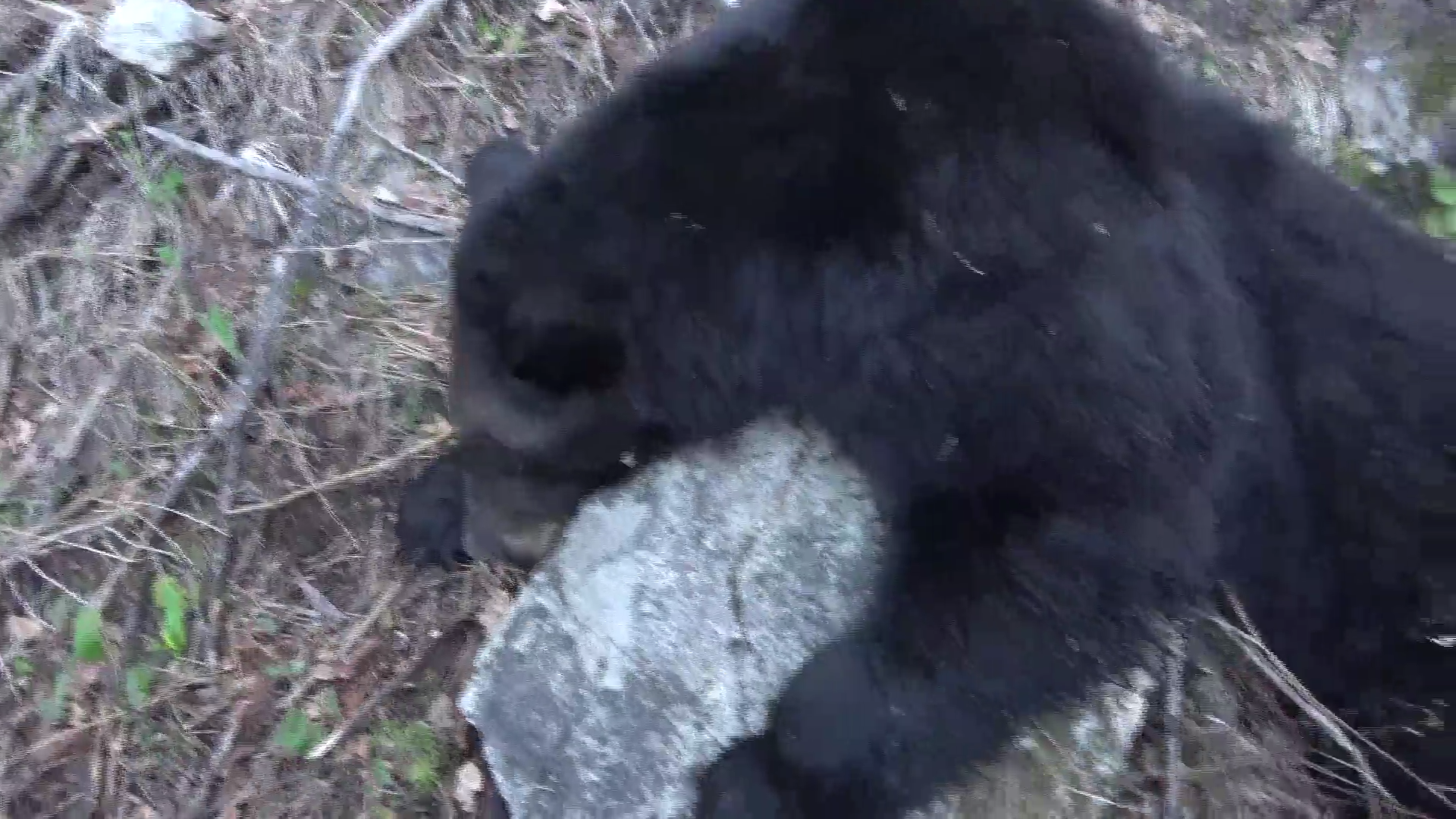 Double Double: Bears and Wolves episode thumbnail