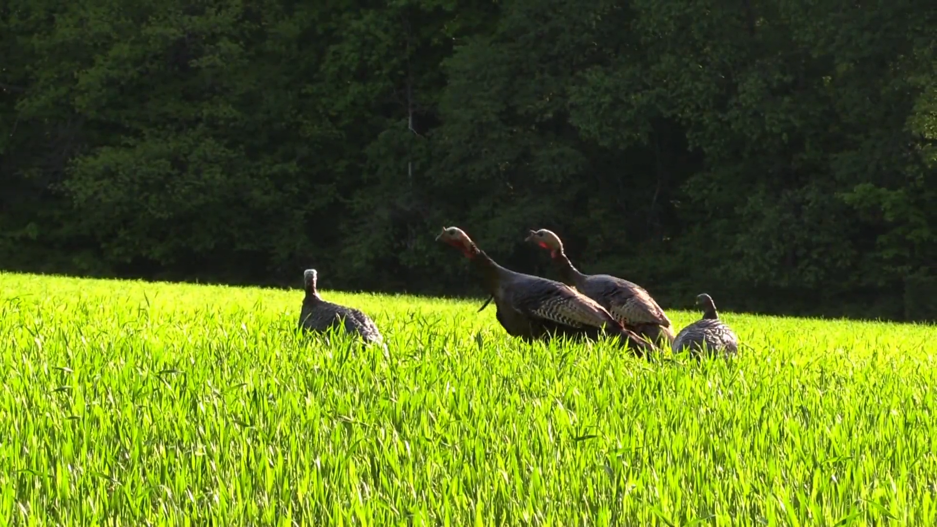 Gobbler Games episode thumbnail