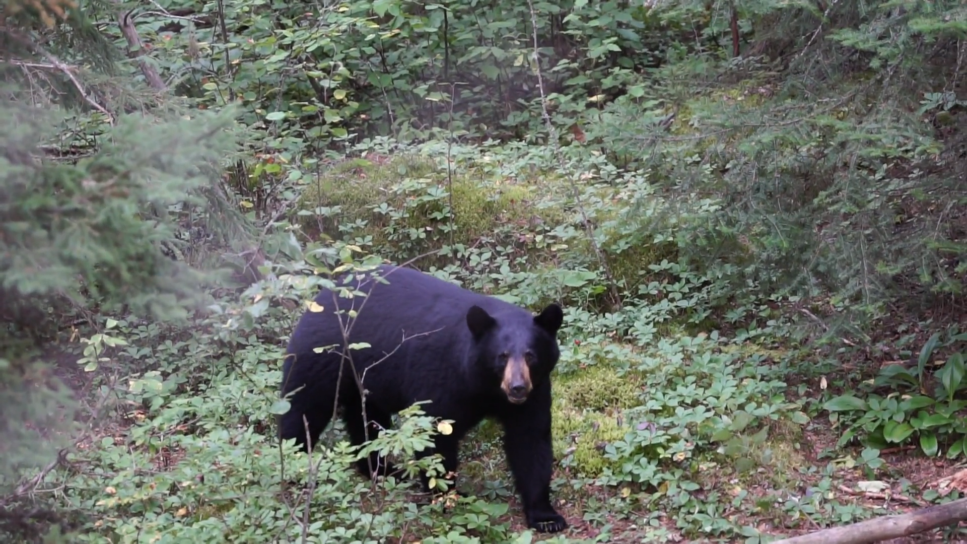 Ground Level Bruins episode thumbnail