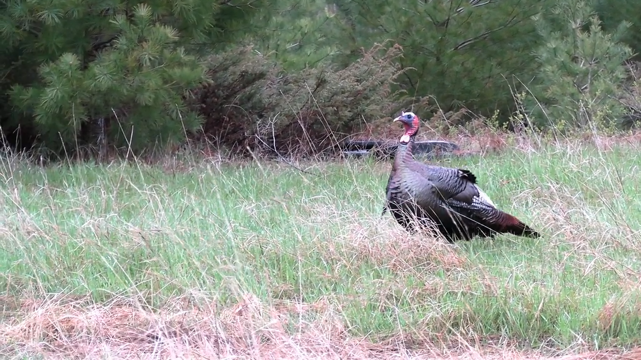 Maine-ly for the Gobblers - Part 1 episode thumbnail