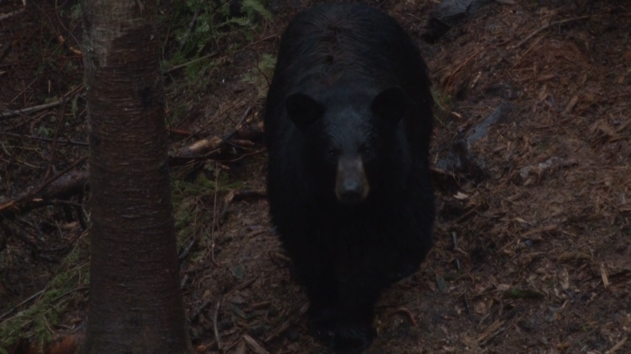 Black Bear Dreams episode thumbnail