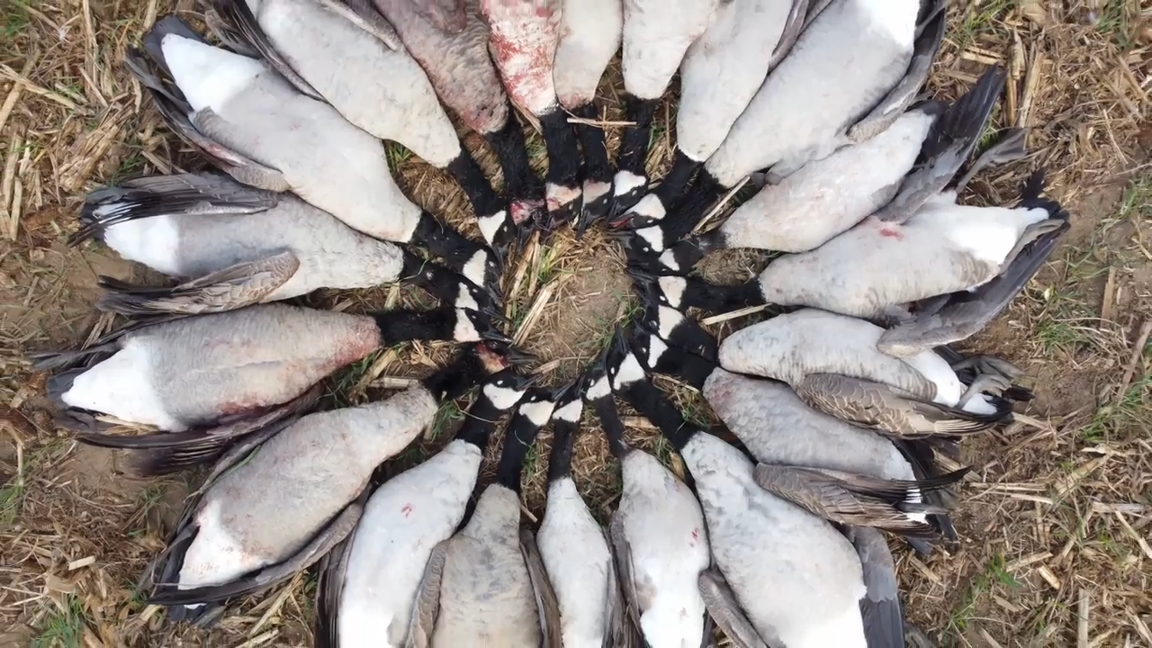 Mixed Bag Waterfowl episode thumbnail