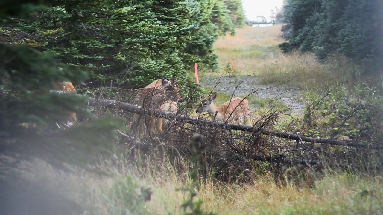 Deer Hunt on Anticosti Island episode thumbnail