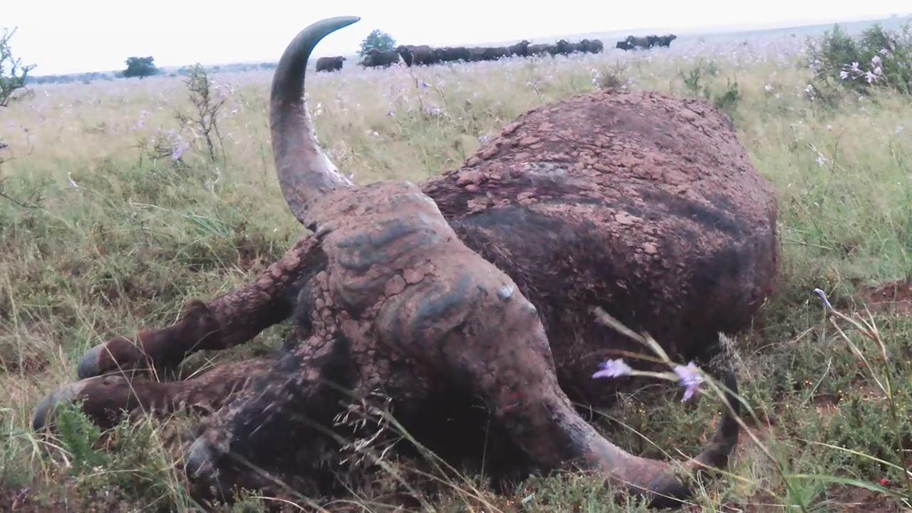 Epic Hunt in South Africa - Part 3 episode thumbnail