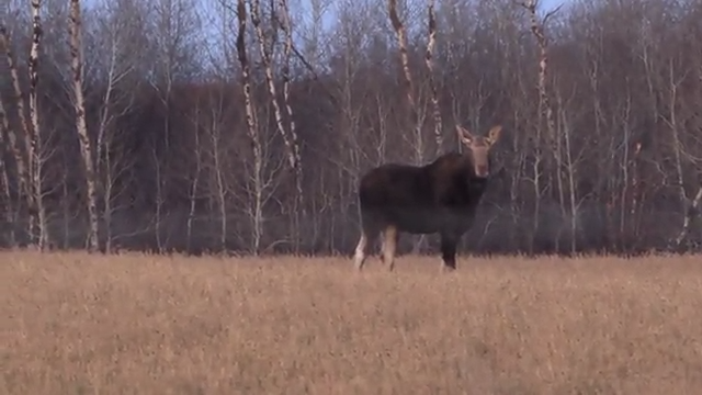 Alberta Bull Moose episode thumbnail