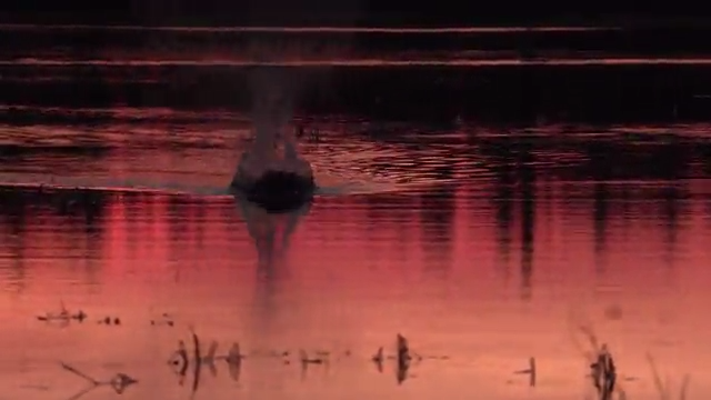 Spring Beaver episode thumbnail