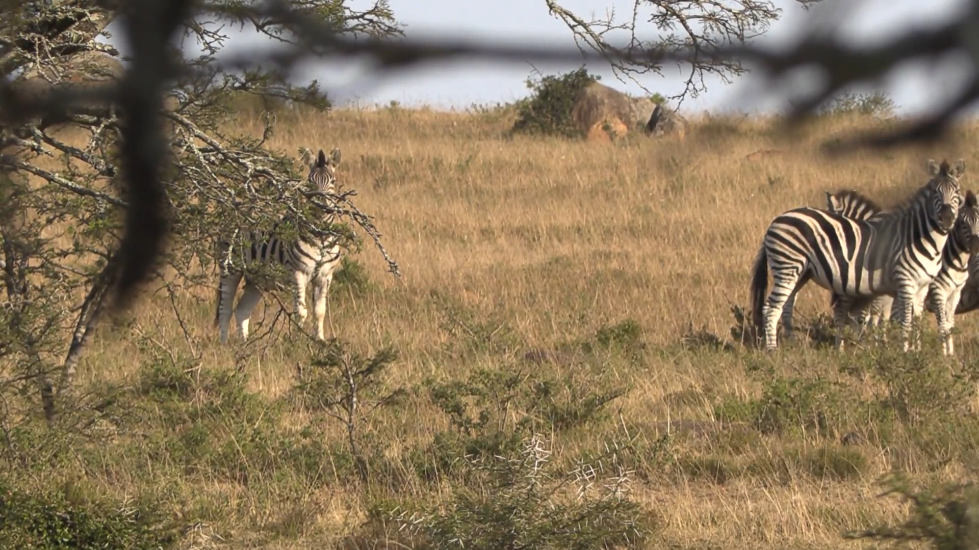 Eastern Cape Zebra episode thumbnail