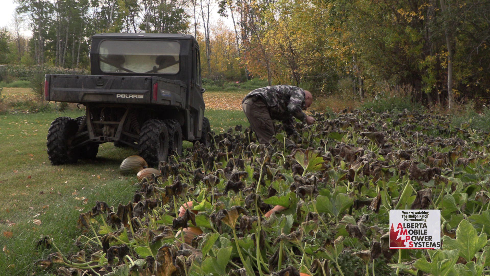 The Pheasant Chicks Arrive! episode thumbnail