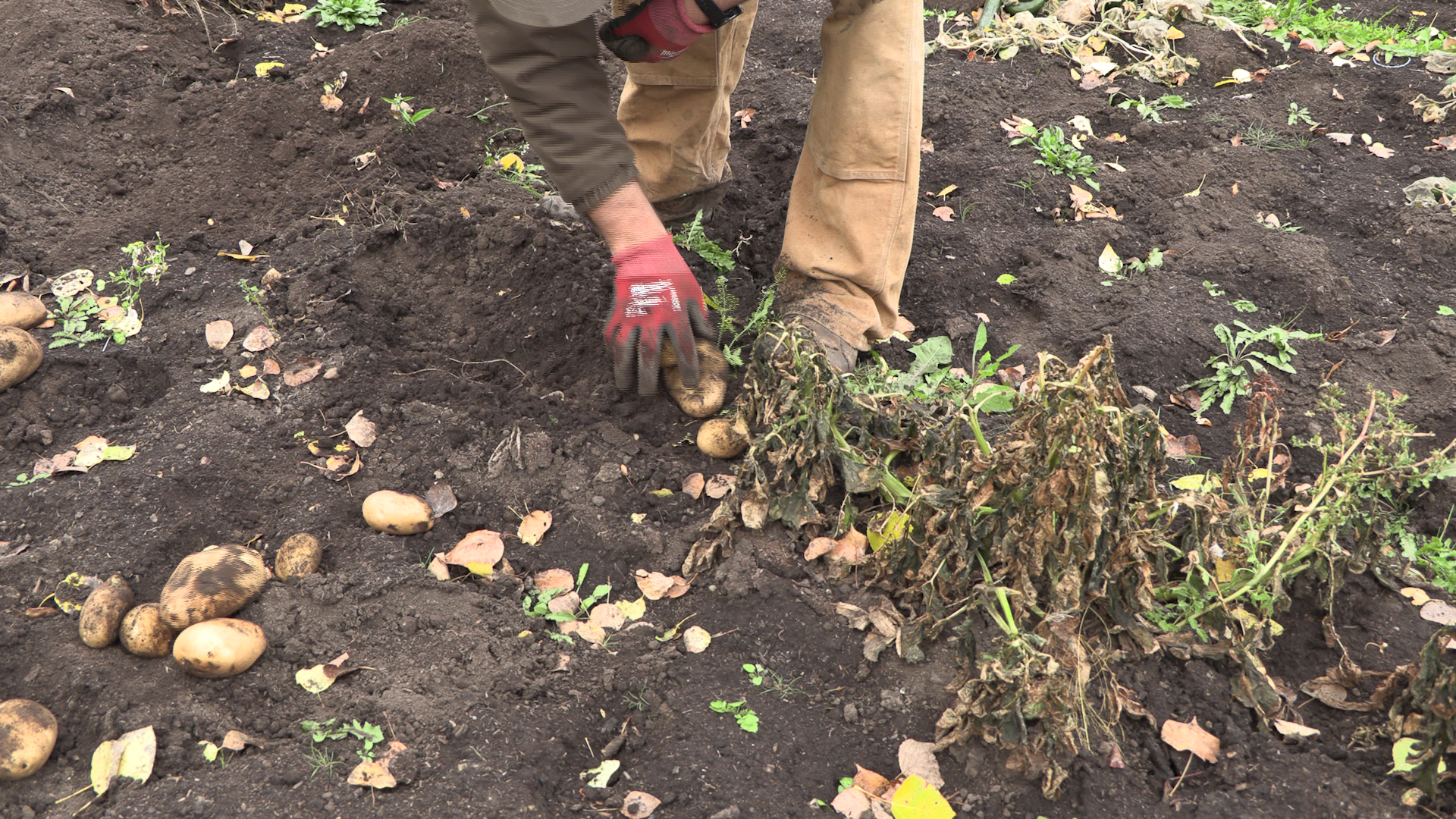 Pure Bred Chicken Program episode thumbnail