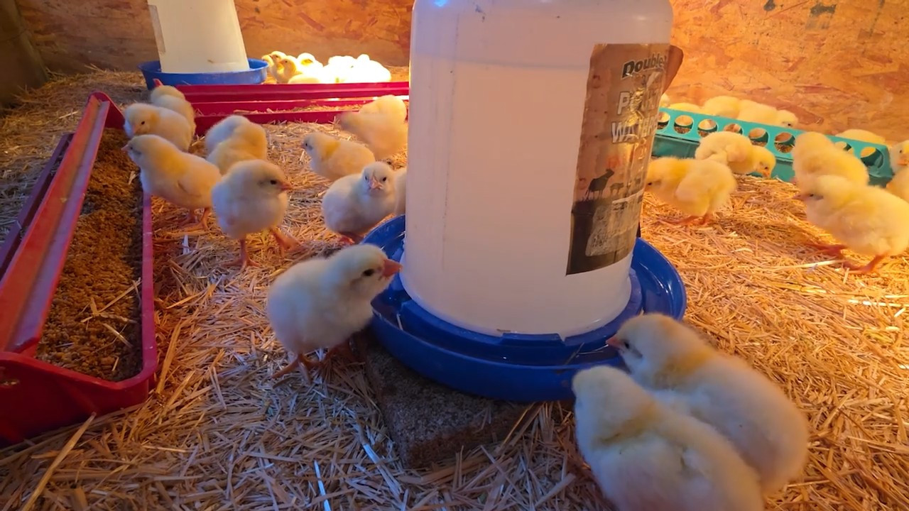 The First Broiler Chicks Are Here episode thumbnail