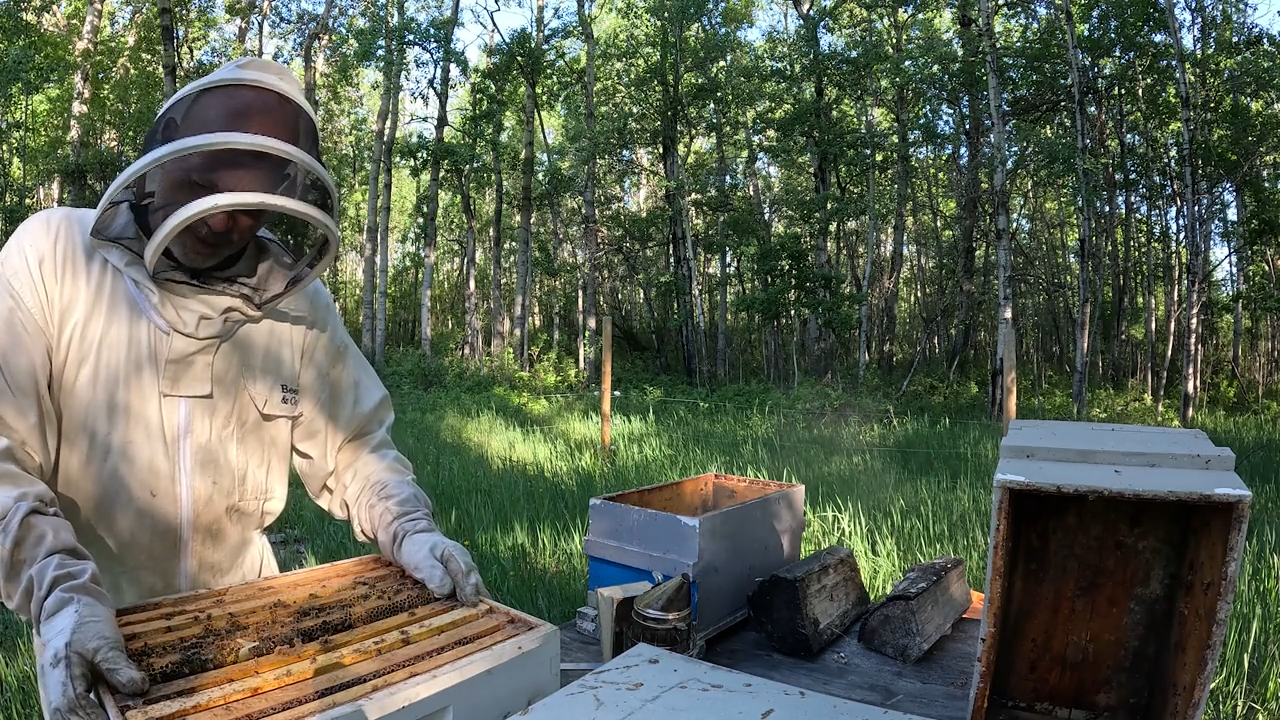 Bees! episode thumbnail