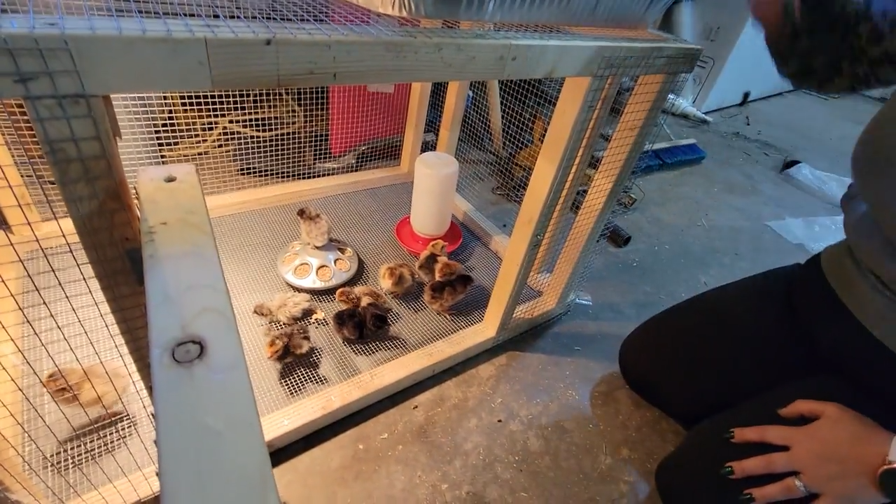 First Eggs episode thumbnail