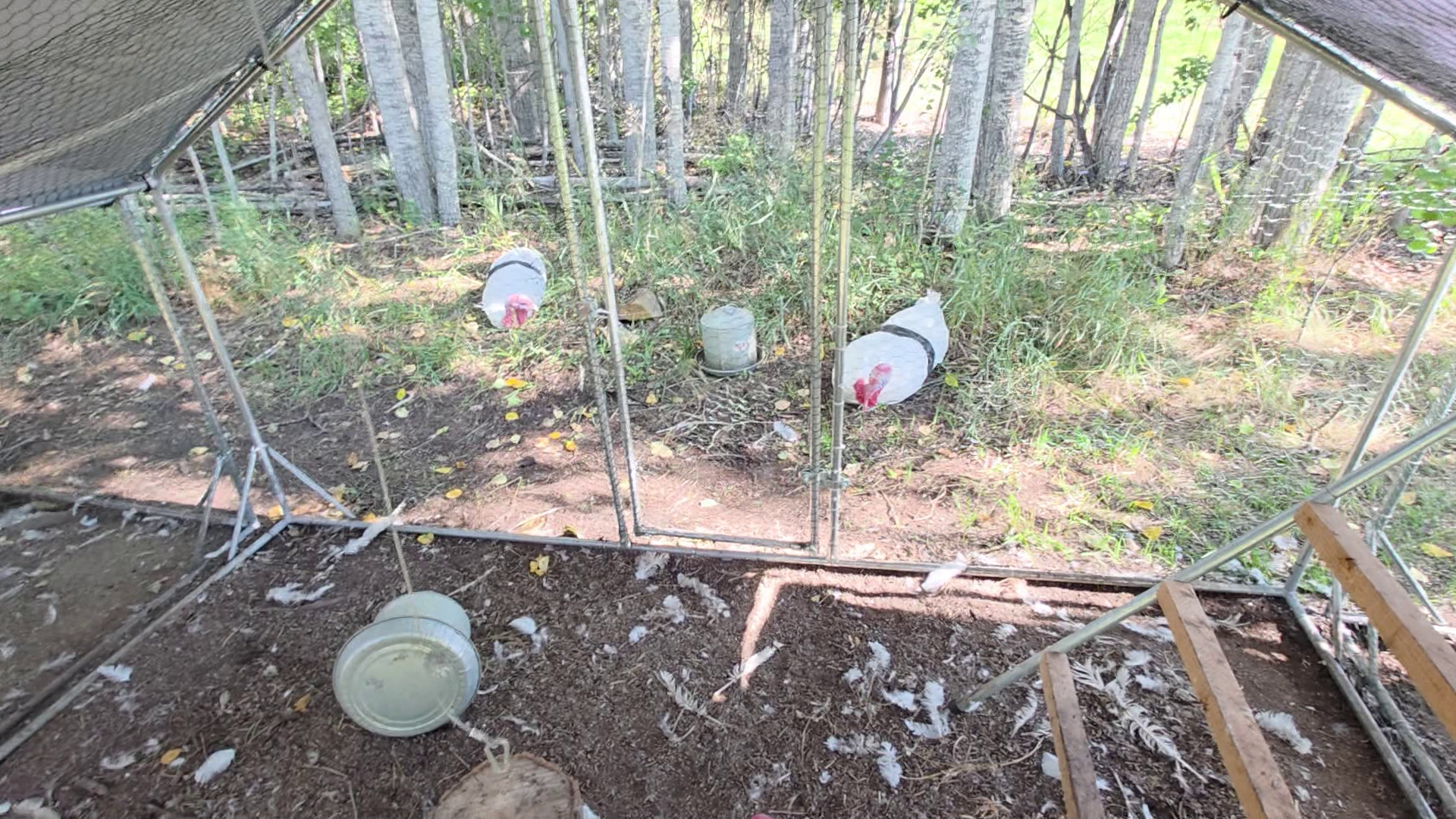 Meat Turkeys episode thumbnail