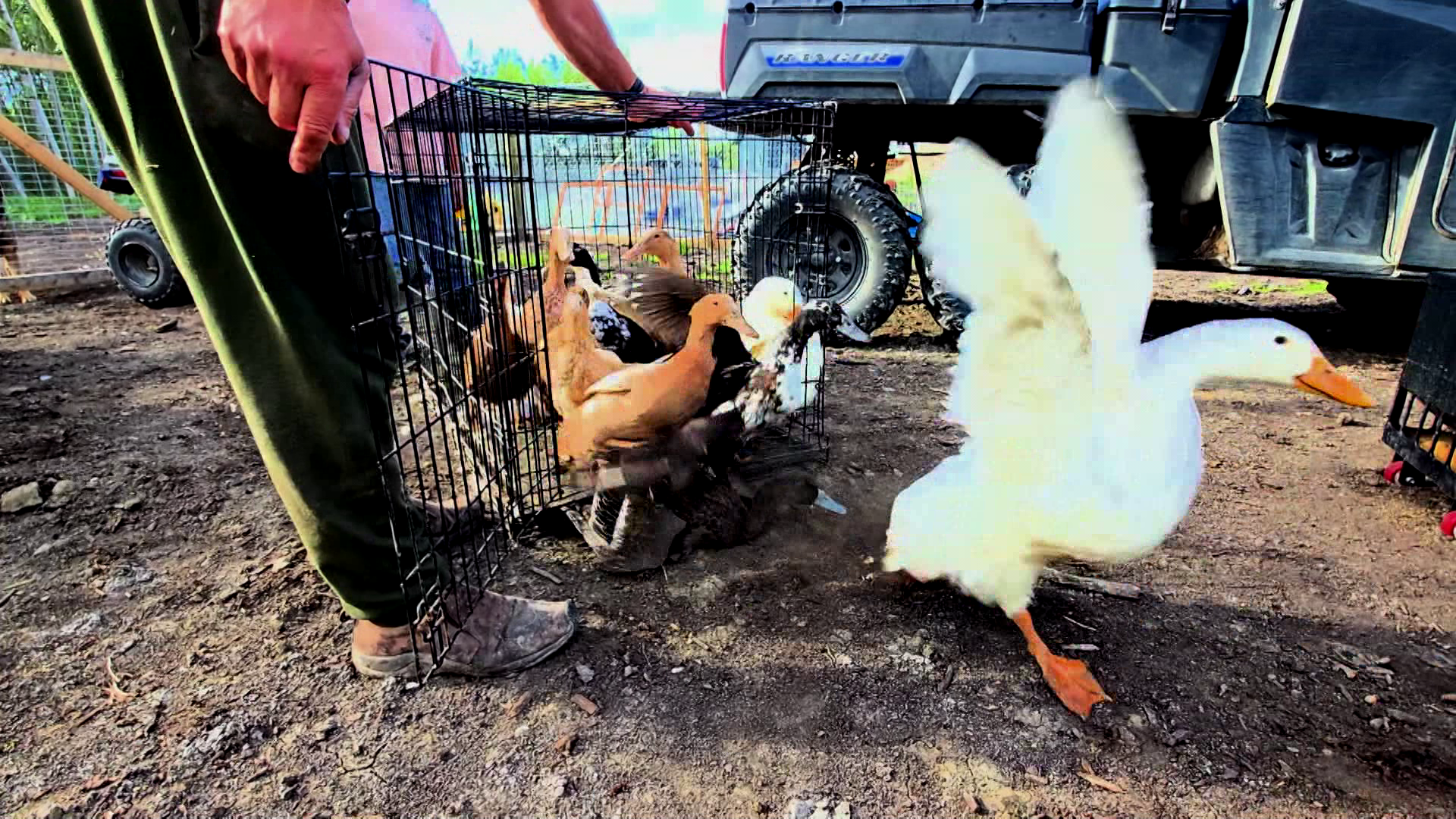 Corn episode thumbnail