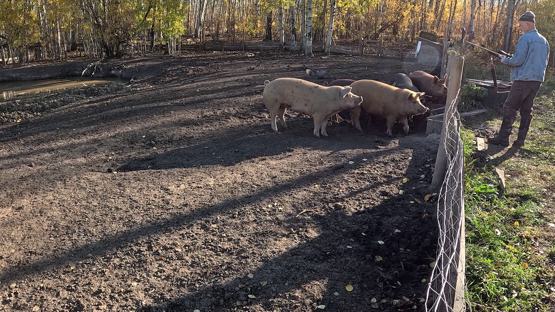 Hog Killing Weather episode thumbnail