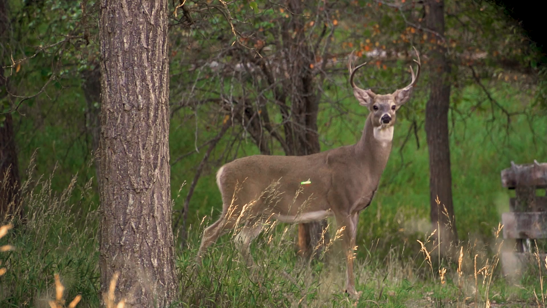 The Tecky Turkey Hunter episode thumbnail