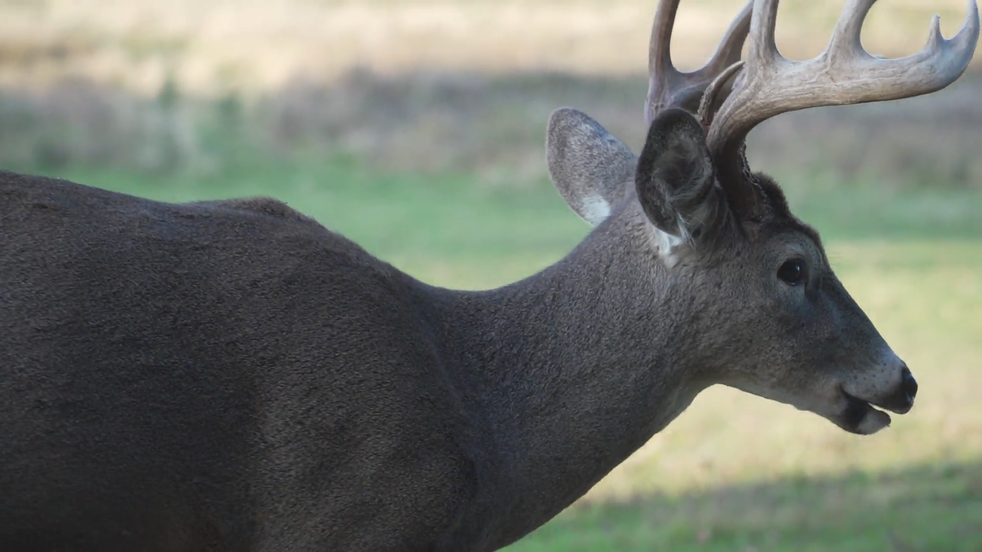 Sandhill Whitetails episode thumbnail
