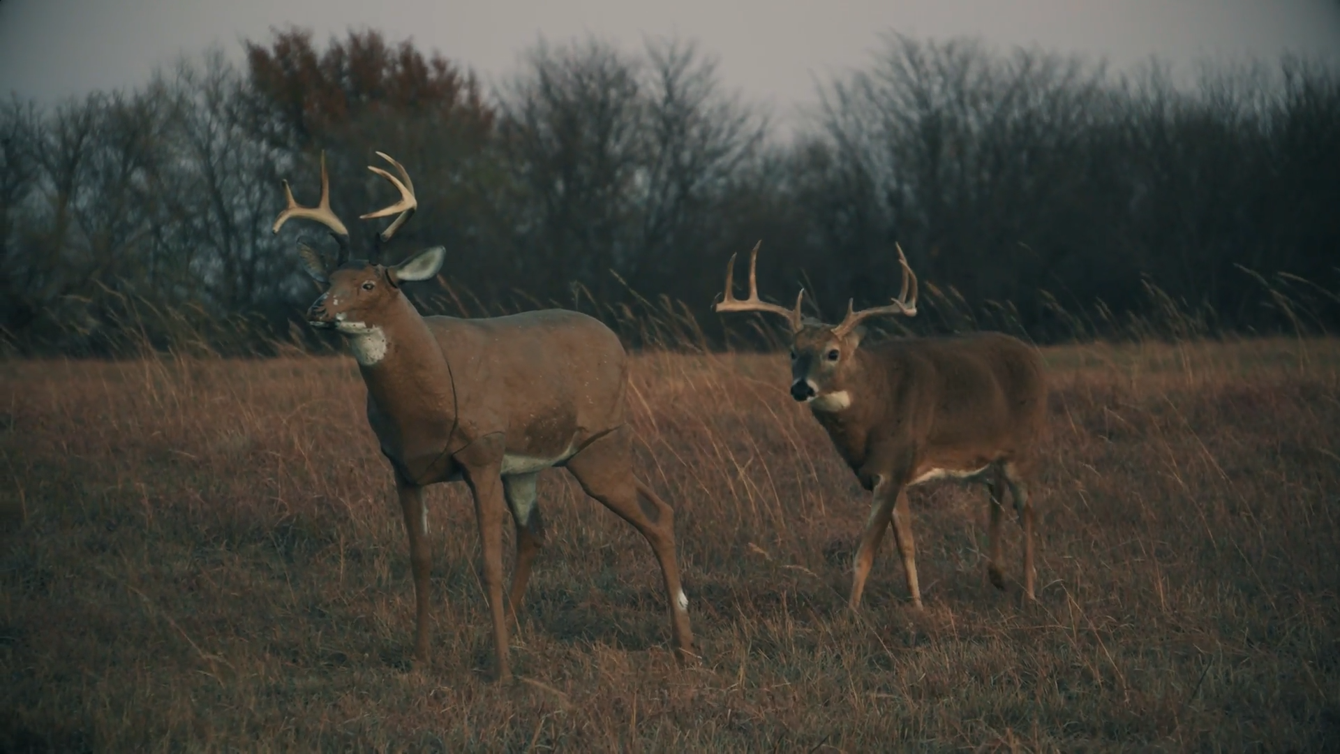 Kansas Dreams episode thumbnail