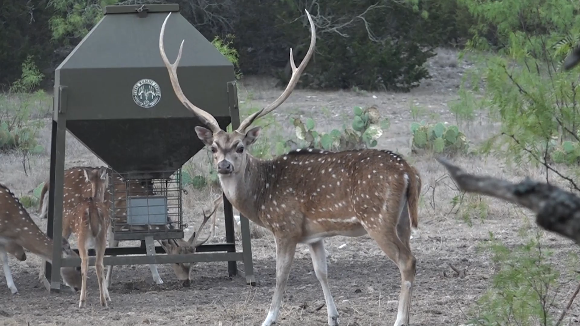 Axis in Texas episode thumbnail