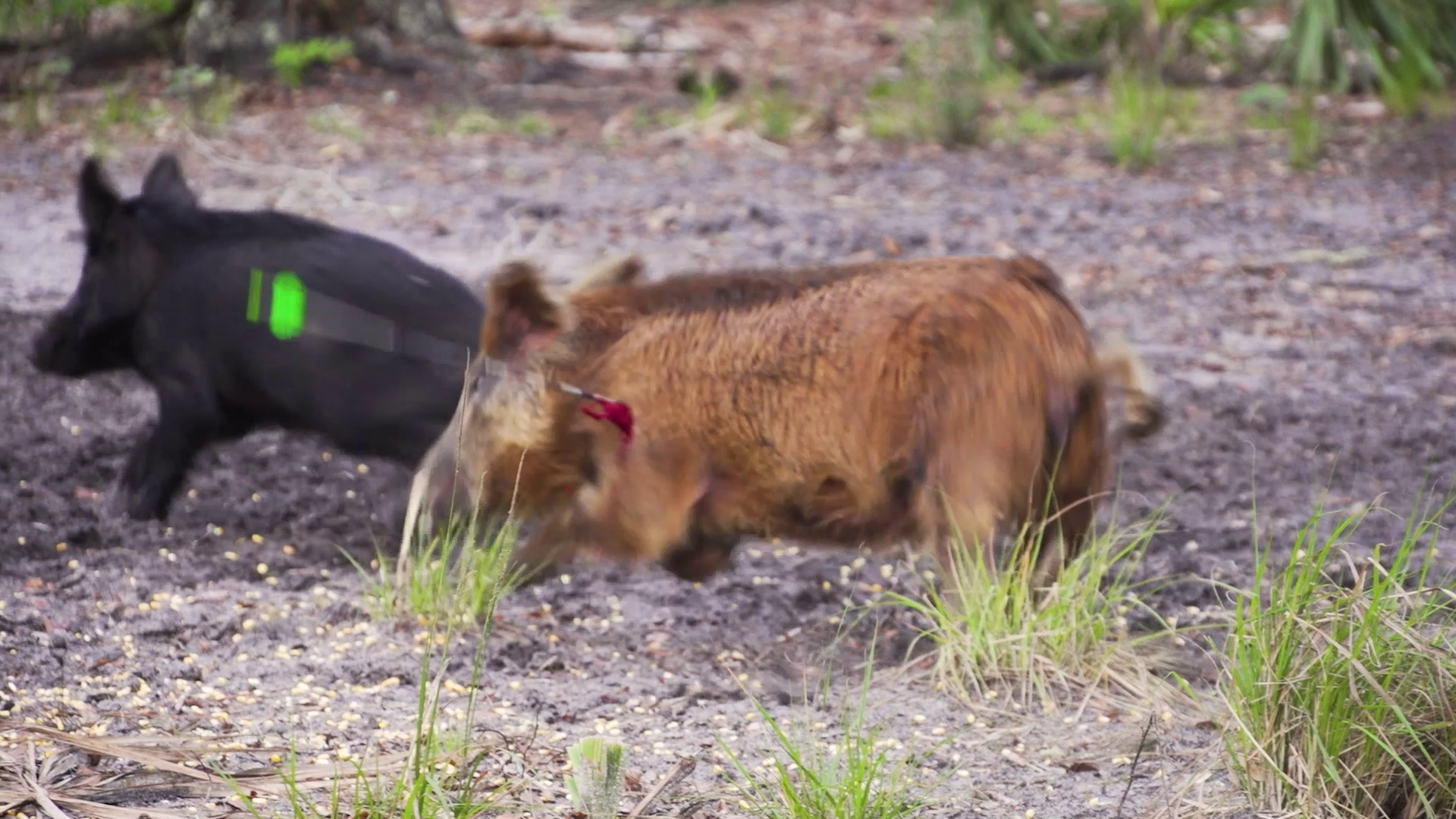 Kansas Chaos episode thumbnail