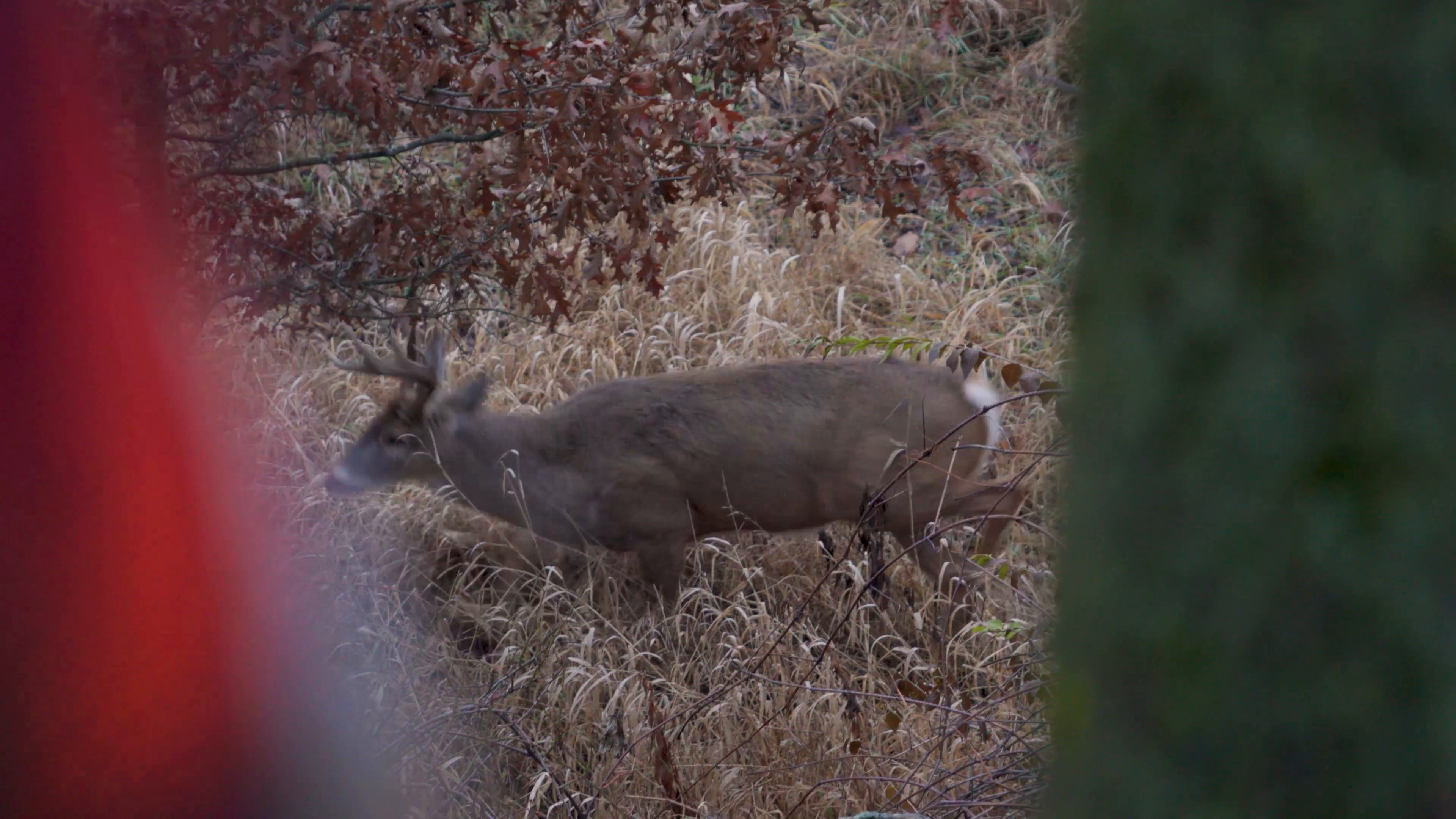 Texas, Turkeys and Wild Tastes episode thumbnail