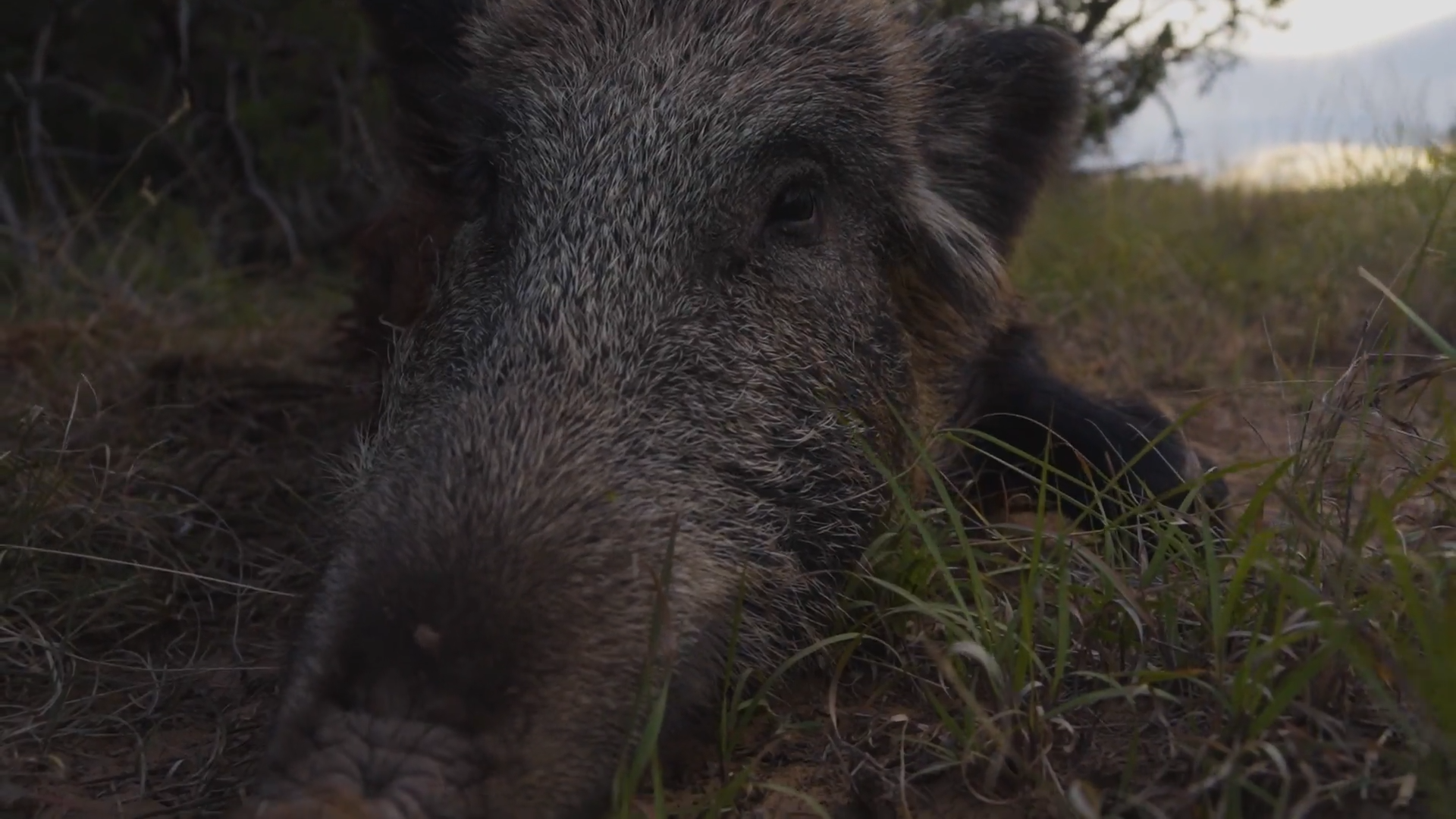 That'll Do Pig episode thumbnail