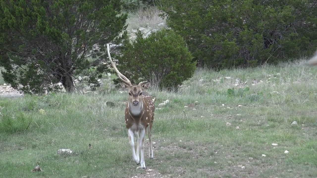 Double Axis episode thumbnail