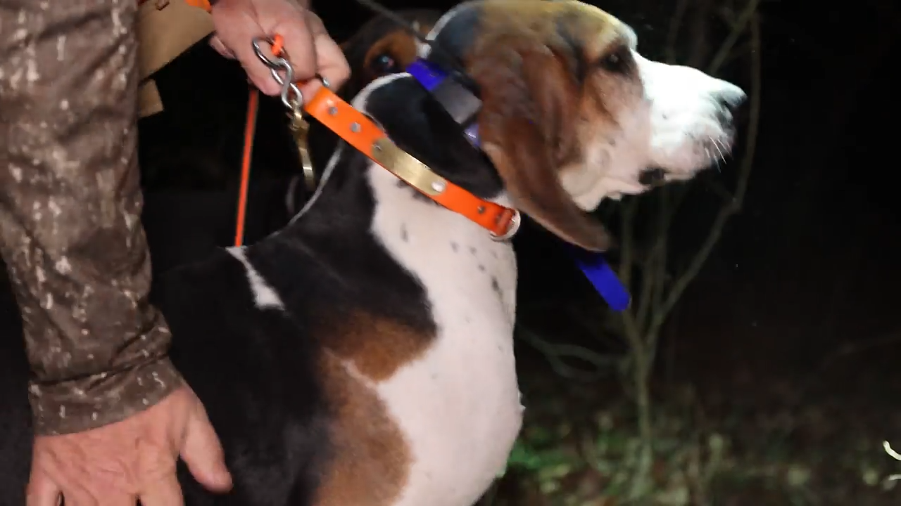 Arkansas Coon Huntin episode thumbnail