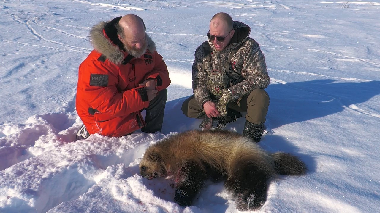 Northern Extremes Part 1: NWT Wolverine And Wolf episode thumbnail