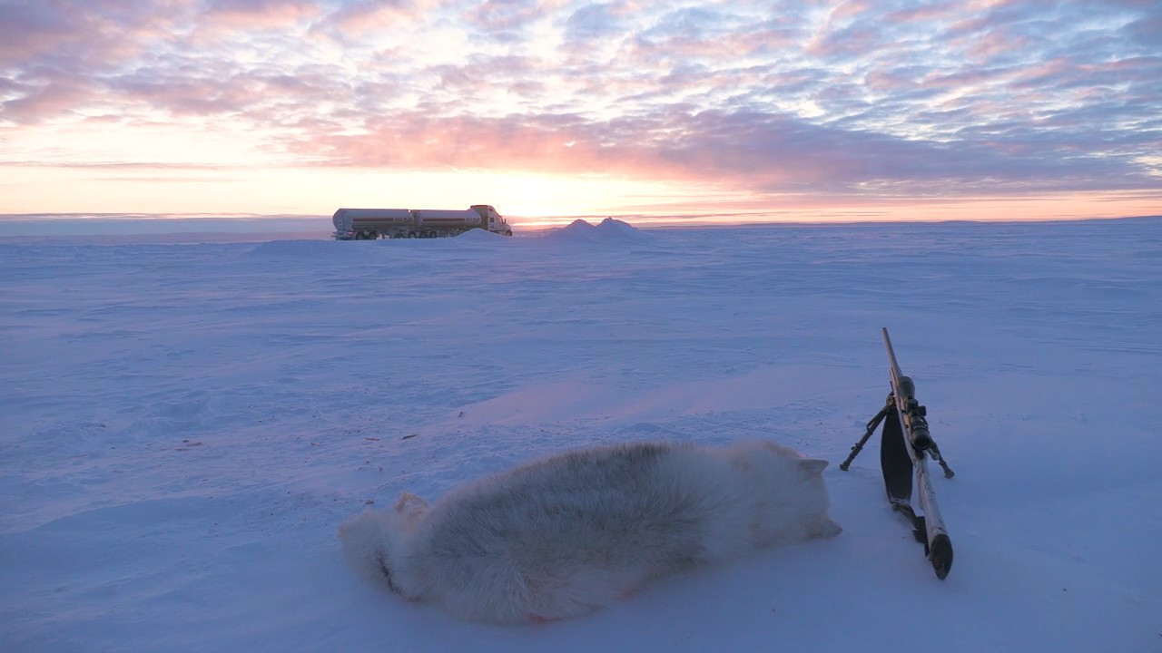 Northern Extremes Part 2: NWT Wolverine, Wolf and Lake Trout episode thumbnail