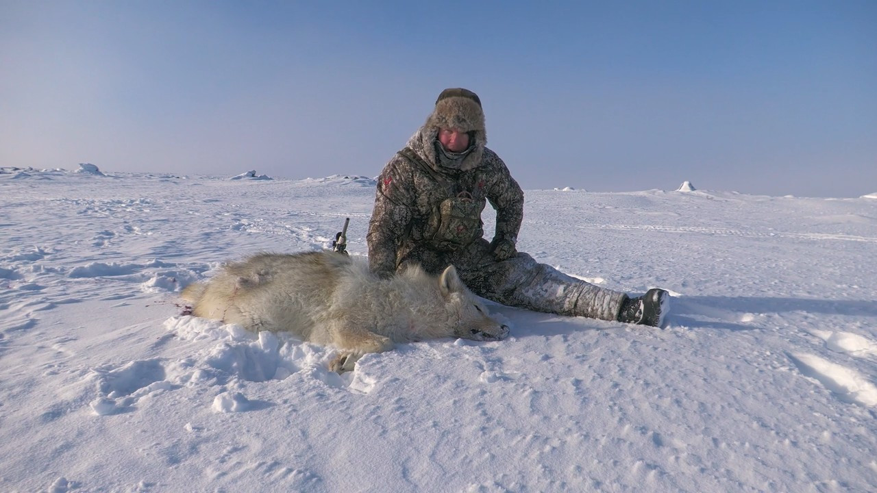 Northern Extremes Part 3: NWT Wolverine, Wolf and Lake Trout episode thumbnail