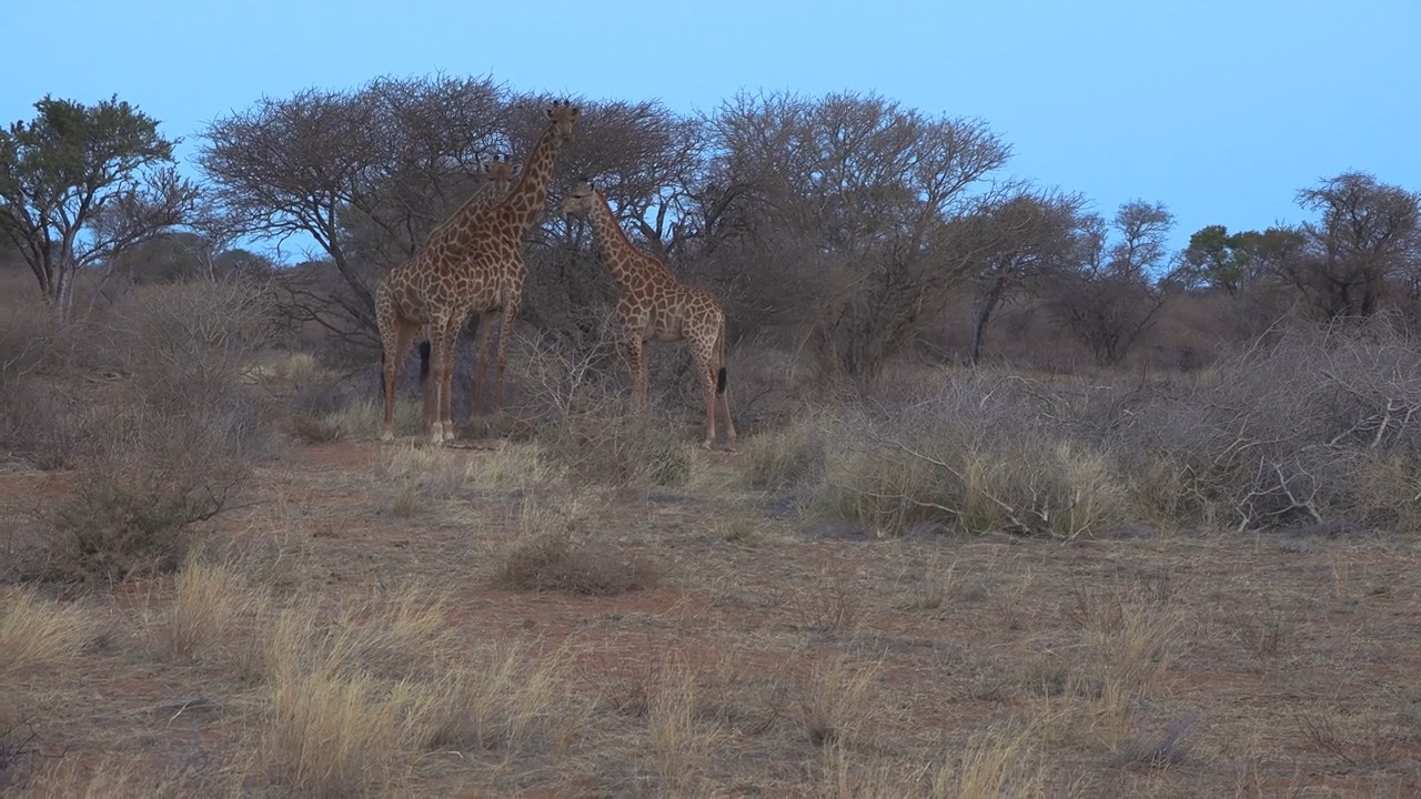 Bushveld Untamed Part 1: Cape Buffalo & Golden Wildebeest episode thumbnail