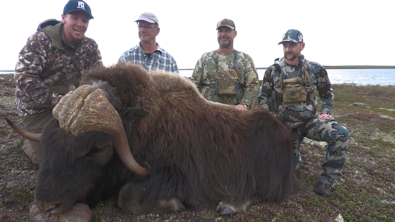 Barrenland Beasts: NWT Muskox episode thumbnail