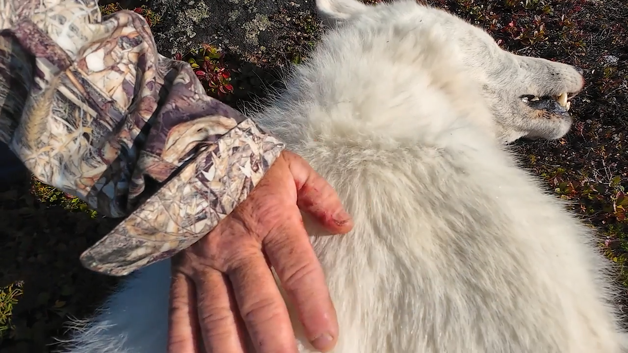 From Rods to Rifles: NWT Wolves and Lake Trout episode thumbnail