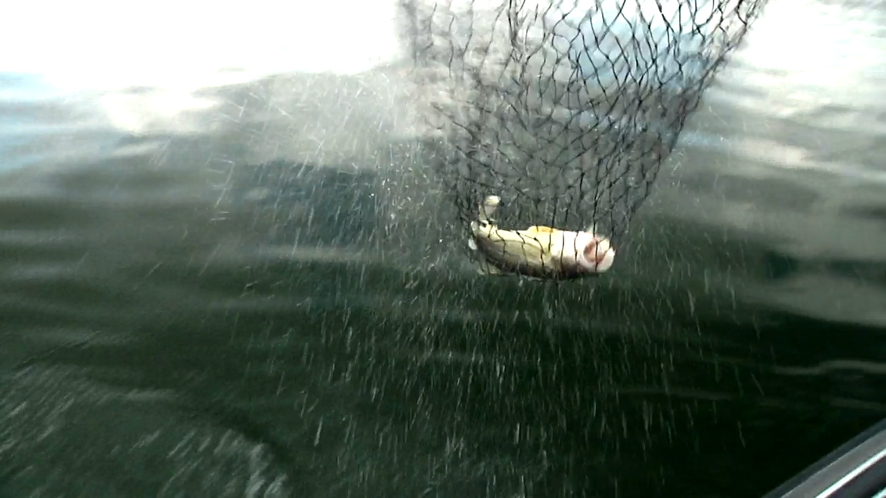 NWT in Lake Sharpe in Pierre, SD episode thumbnail