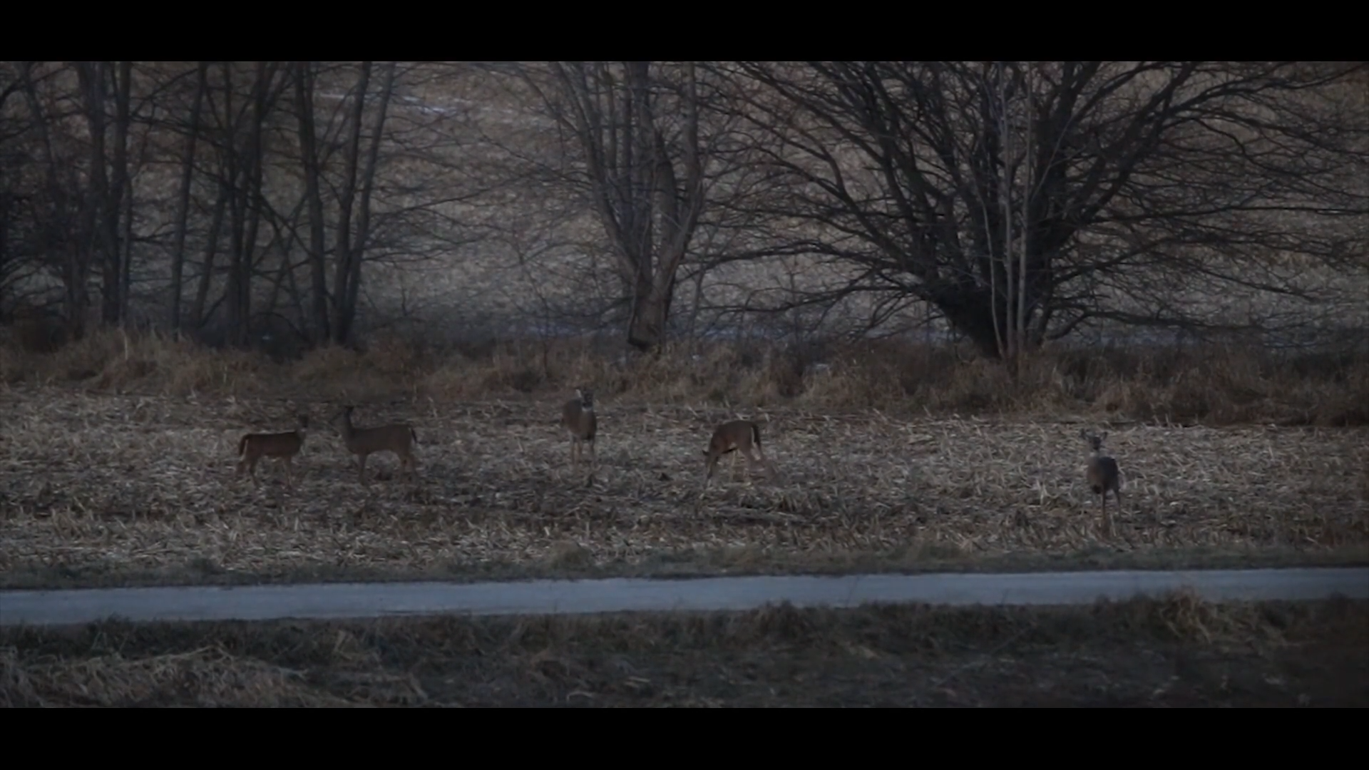 Drop Tine Madness episode thumbnail