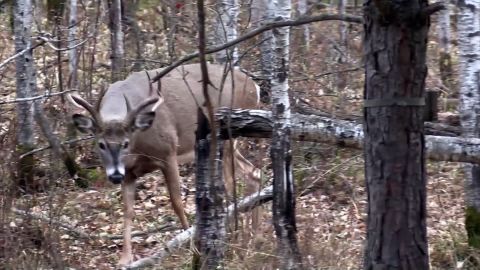 Giant Bucks From All Over episode thumbnail