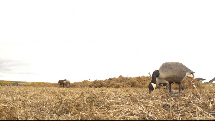 Gun Safety and Goose Hunting episode thumbnail