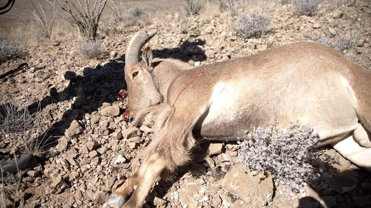 Steep and Deep: New Mexico Aoudad episode thumbnail