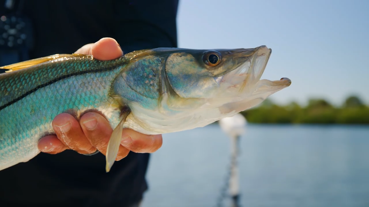 Chasing our Inshore Slam in Historic St. Petersburg Florida episode thumbnail