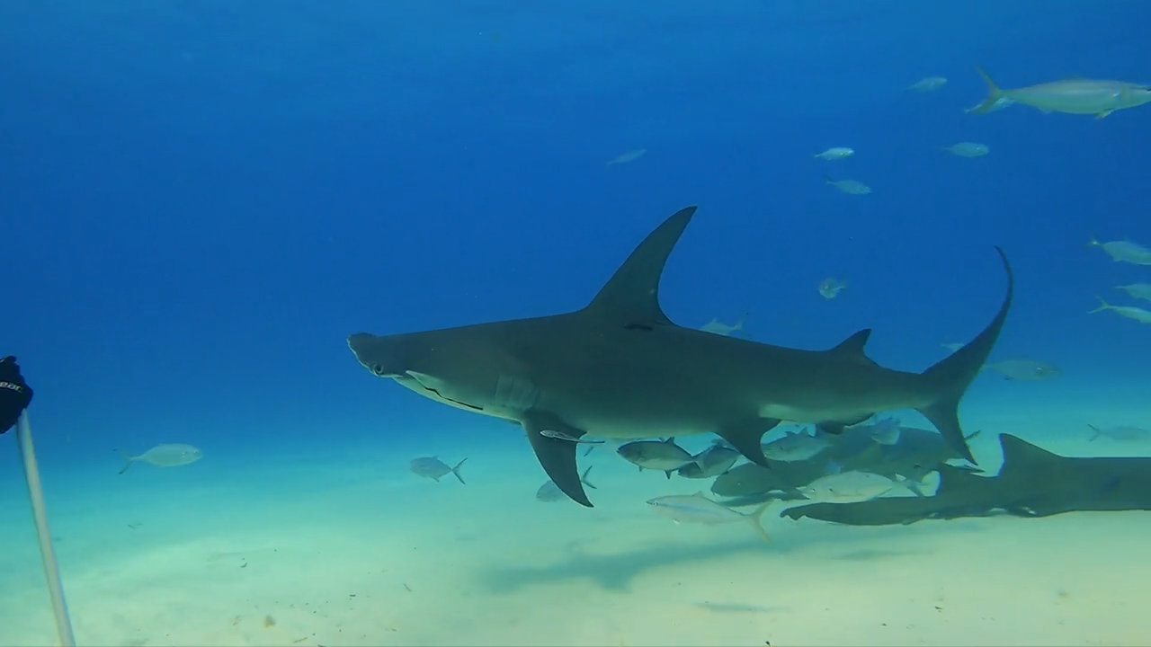 Shark Mania: Misty dives with the Monster Hammerheads of Bimini episode thumbnail