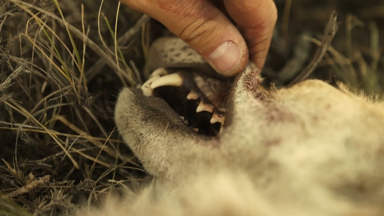 Coyote Conundrum episode thumbnail