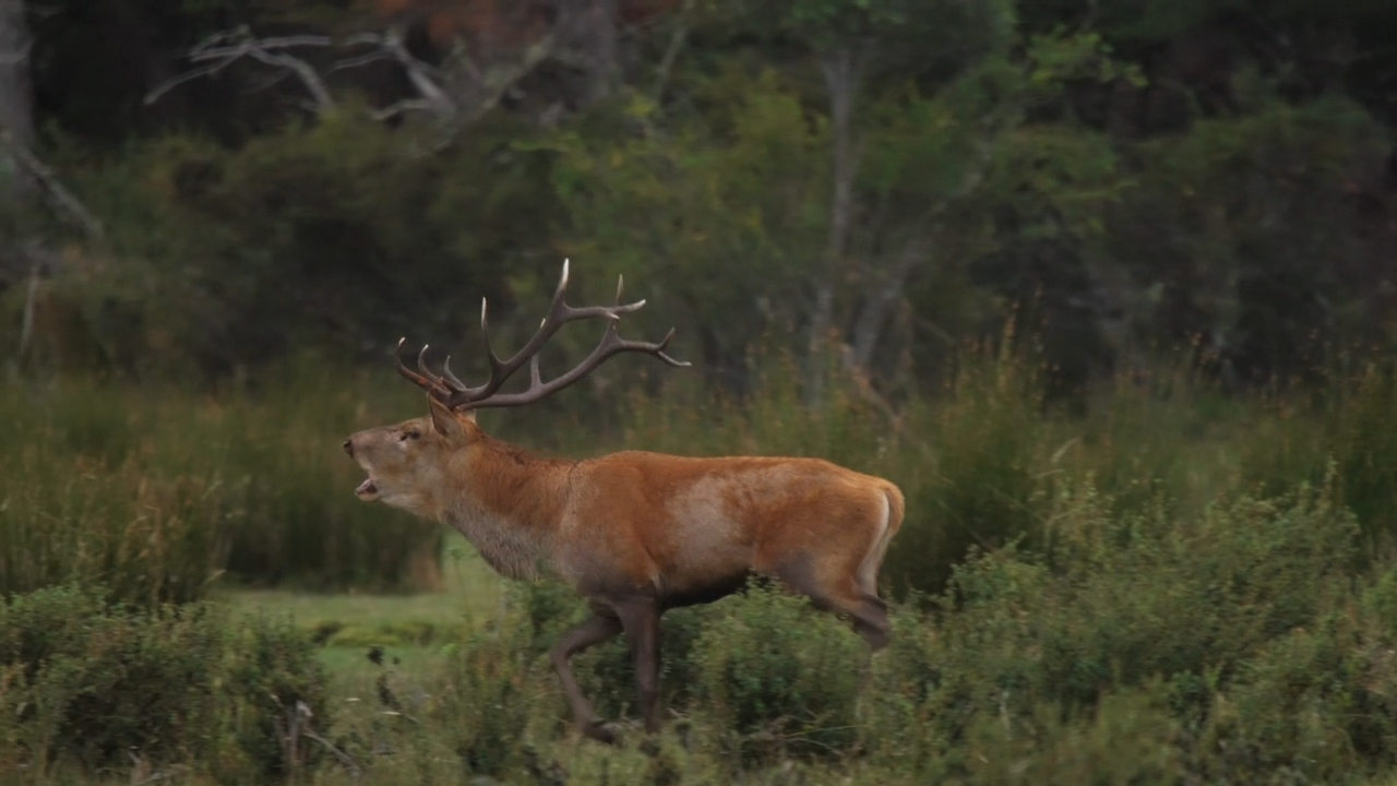 Argentine Antlers - Stag Hunting with a Bow episode thumbnail