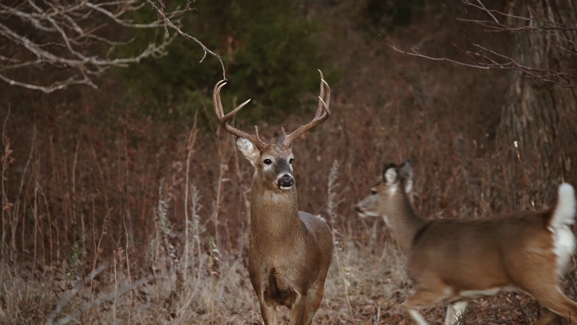 Kansas Whitetail Wanderlust episode thumbnail
