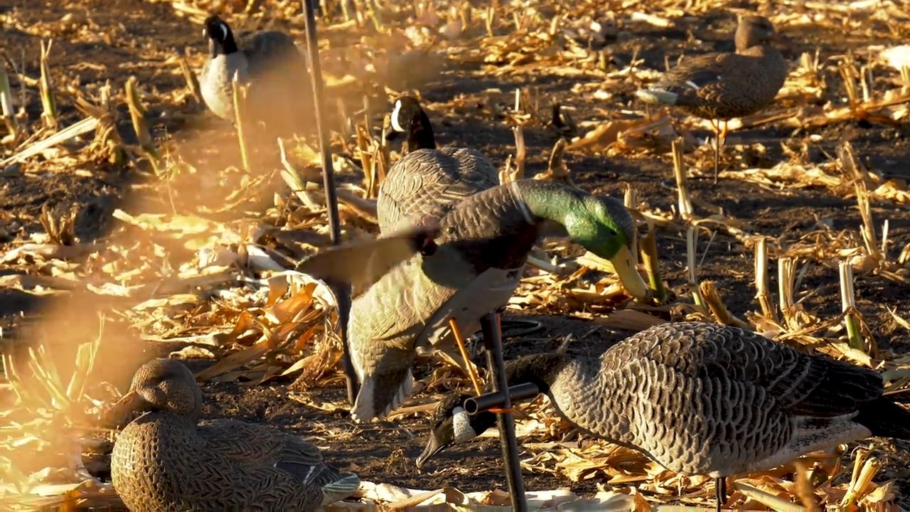 North Dakota Field Hunting Waterfowl episode thumbnail